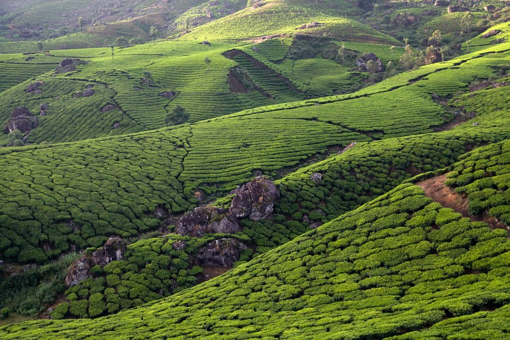 Munnar - Kerala - India