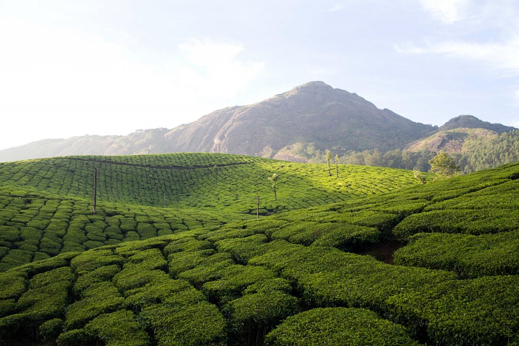 Munnar - Kerala - Indien -Dez. 2012