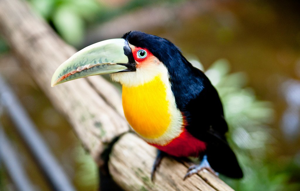 Iguazú - Brasil